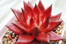 罗宾和血罗，东云系多肉的试金石，能养好则养其它品种皆不在话下图片