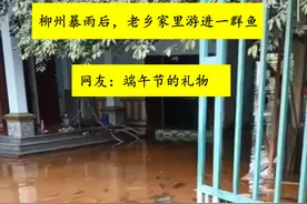 暴雨后广西老叔家里游进一群“食人鲳”，老叔懵圈：不知道哪来的图片