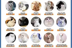 常见猫咪价格指南图片