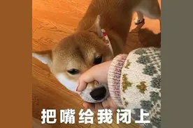 狗狗经常“咬你”，不是因为淘气，而是这几个意思图片