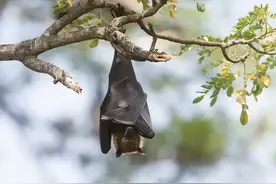 蝙蝠为何喜欢倒挂着睡觉？脑袋不会充血吗？不怕睡着掉下来吗？图片
