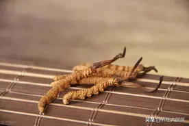 5月虫草“鲜”着吃！提高免疫力、保护心血管、抗肿瘤...这3类人群吃再合适不过图片