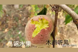 农民种植果树，怎样防止鸟吃果实？图片