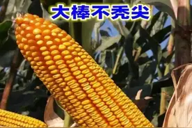 亩产2800斤的玉米登海超试一号，其抗热害耐密植是稳产高产基础图片