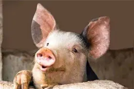 2014年江苏2岁男童被猪咬死，猪肚里还有尸骨，为何家猪会吃人？图片