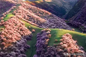 新疆3万亩杏花即将迎来颜值巅峰，这条赏花自驾线可以先收藏了图片