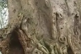 重庆一棵四百年老树成精了，不仅会开口说话，还长出了一对大脚板图片