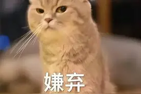 香港养猫，有啥代价图片