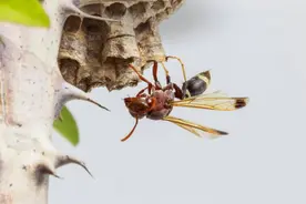 又到马蜂活跃期，被蜂蛰了，这种中医急救方法你知道吗？图片