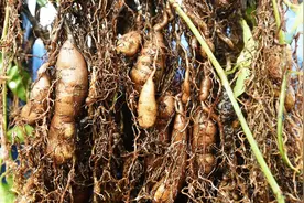 浙江省遂昌县三叶青产业高质量发展现状及建议图片