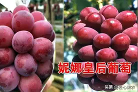妮娜皇后葡萄苗价格多少钱一棵及关键栽培技术介绍图片