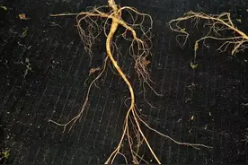 山西也有人参，只不过被吃完了而已图片