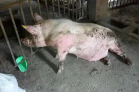 猪瘫痪，站不起来，母猪产后瘫痪，老张教你一招搞定图片
