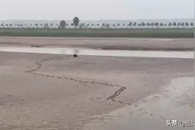 惊险！一女子深陷泥潭“无法自拔” 运城消防紧急救援图片