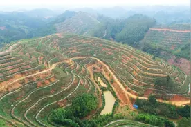 桂平：千亩春茶正飘香 茶农抢“鲜”开采忙图片