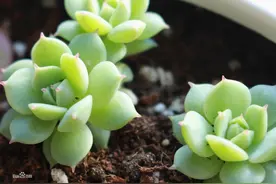 夏必死多肉名单，看看你家的阳台占了几种？图片