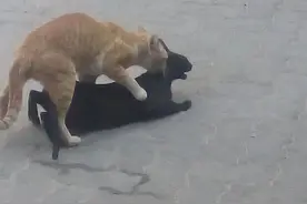 公猫和母猫交配完，为何转身就跑？图片