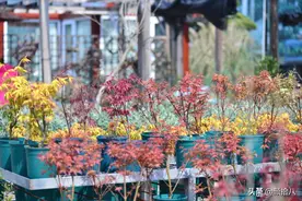 枫树种植的十三个问题，园丁新手看过来图片