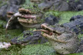 370条！扬子鳄被放生野外，野放扬子鳄已达1000条，会伤人吗？图片