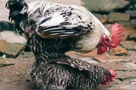 公鸡有没有雄性标志？没有该如何繁殖，如果有为啥吃肉从没发现？图片