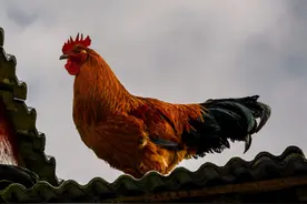 公鸡在蜈蚣面前的段位有多高？蜈蚣身为五毒之一，却毒不死公鸡图片