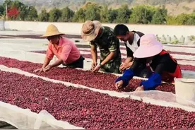 被外资利用30年，云南咖啡之困：产业全国第一，却捧着金饭碗讨饭图片