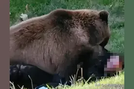 男子西藏自驾被熊袭击，脸被啃掉，让人后背发凉！图片