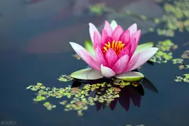 家庭怎样繁殖与种养睡莲?图片