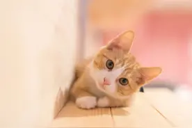 猫咪绝育后会记恨主人吗？图片