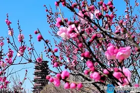 红梅渲染朱樱塔！洛阳重现“朱樱不少见 瀍壑（he）尽阳光”千古美景图片