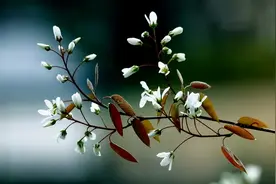 最美人间三月三，花开花落尽欢颜！图片