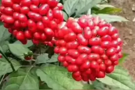 素有“绿色黄金”之称的人参花蕾有啥作用？图片