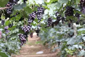 让人担忧：巨峰或被淘汰，阳光玫瑰一统天下！那么贵，还有啥好？图片