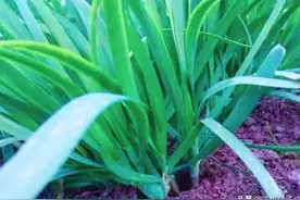 红糖种植蔬菜又多了一种新用法，不招虫防根蛆，根须更粗壮图片