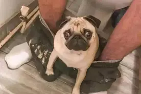 养狗久了才发现，狗狗这些举动，是在保护主人图片