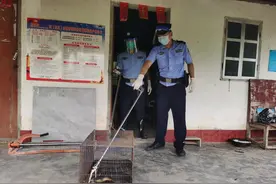 广西防城港：2.4米长的眼镜王蛇遛进村民家中“纳凉”被民警迅速擒获图片