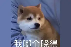 别嫌弃“土狗”！研究发现：中华田园犬，才是血统最纯正的狗图片