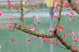 锦江畔杏梅盛开 望江楼公园春色如画图片