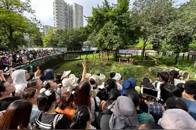 视频 | 顶流大熊猫“渝可渝爱”今天满周岁！生日会现场人气爆棚图片