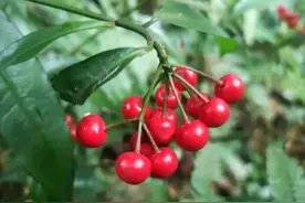 山野上外形酷似樱桃的红色喜庆果植物，花市售价500元1棵，你有么图片