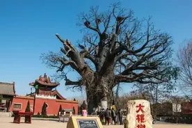 山西大槐树为何成了寻根之地，中国有多少姓氏是从这里迁移来的？图片