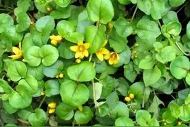 民间俗称“碎石草”，过去在路边很常见，老人遇见都会摘些带回家图片