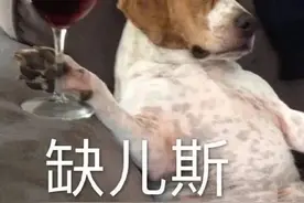 一些狗狗表情包分享｜沙雕｜搞笑图片