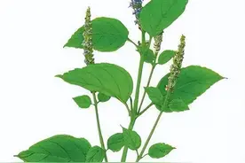 藿香，注意了，不是治疗中暑的图片