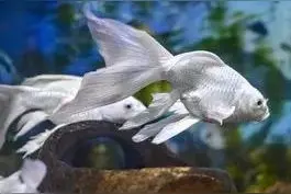 养殖蝴蝶鲤鱼的体会图片