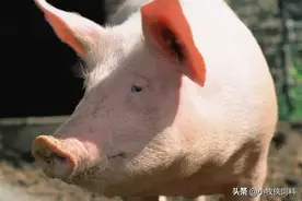 养猪喂什么饲料长得快些？养猪不喂饲料又长得快的方法，快收藏图片
