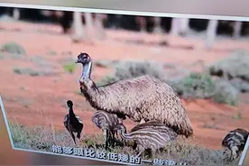 墨绿色的鸟蛋图片