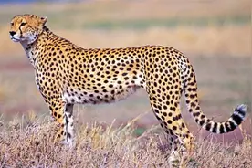 地球上速度最快的10大动物，最慢的都能吊打博尔特图片