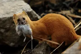 黄鼠狼也有天敌，即使是“黄大仙”，见到有些动物也只能投降图片