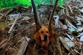 活得最久的“地球长老”！根茎长得像金毛狗，叶子长得像羊的牙齿图片